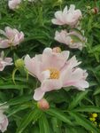 芍药