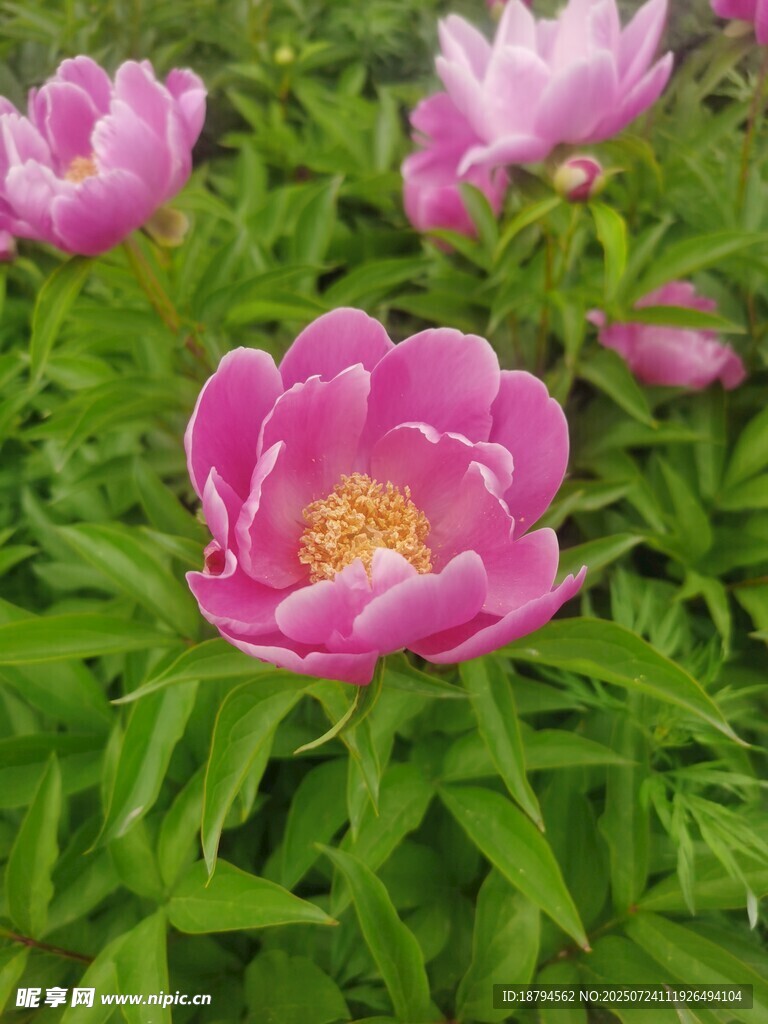 芍药