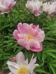 芍药