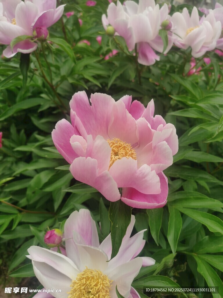 芍药