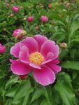 芍药