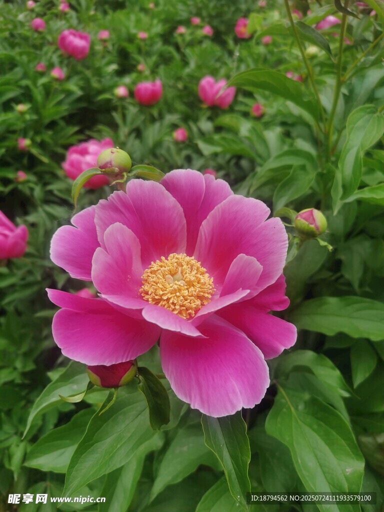 芍药
