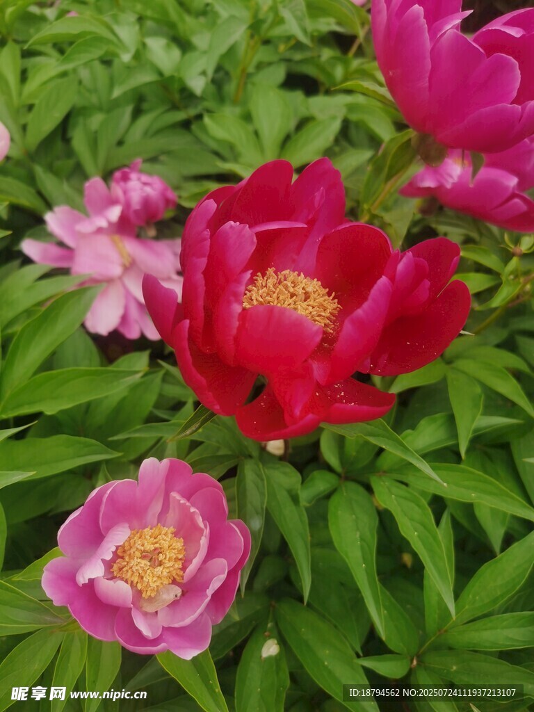 芍药