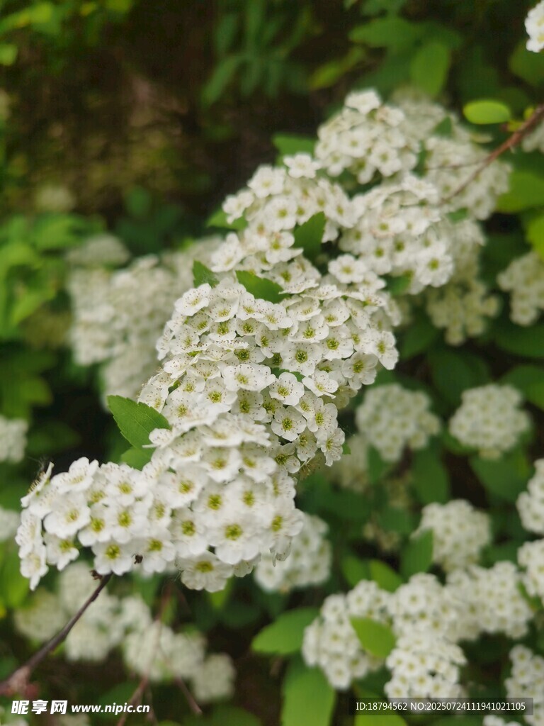 白色小花