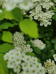  白色小花