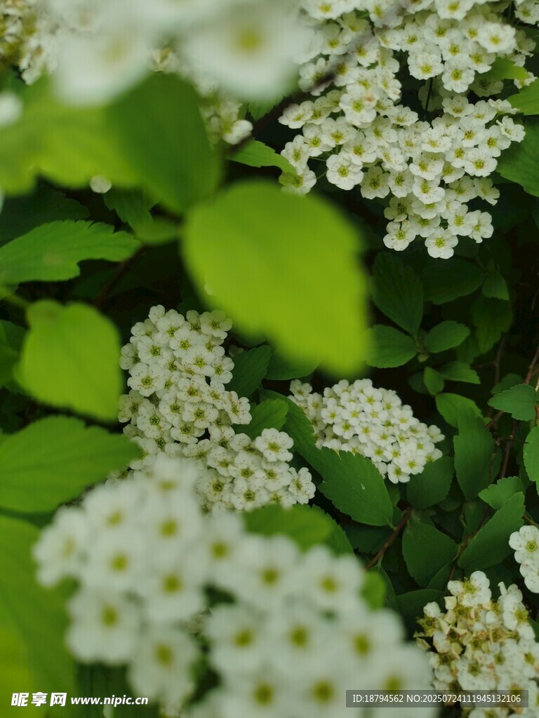  白色小花