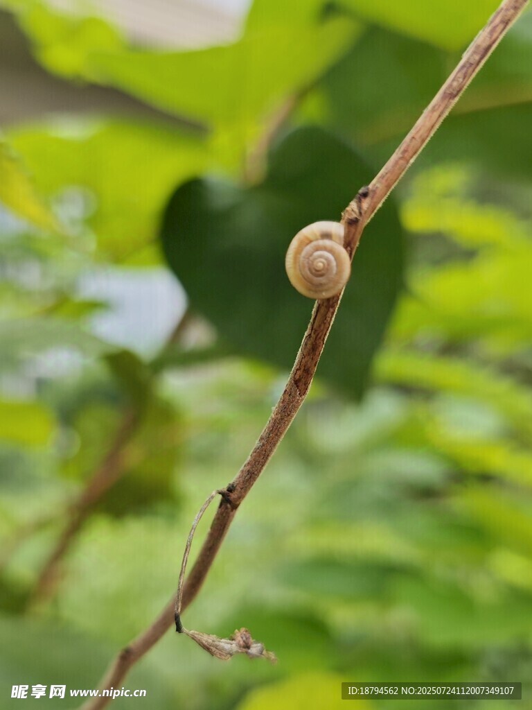 蜗牛