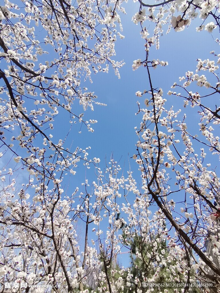 杏花