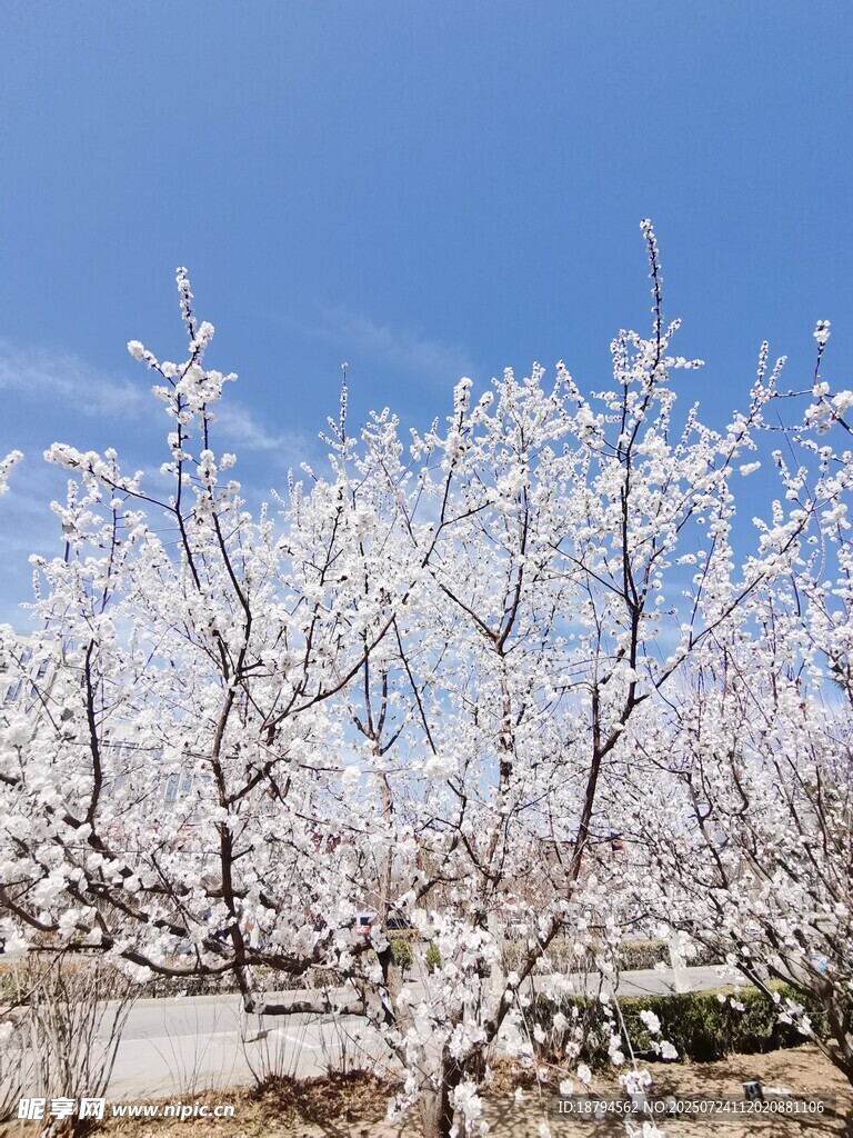 杏花