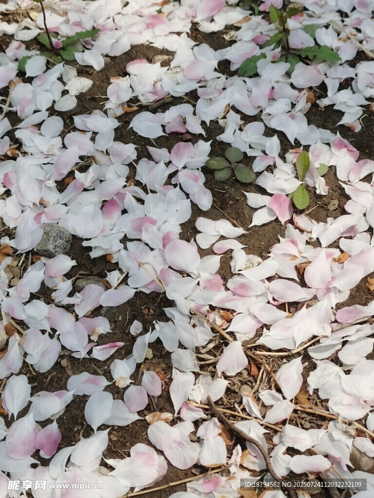 落花