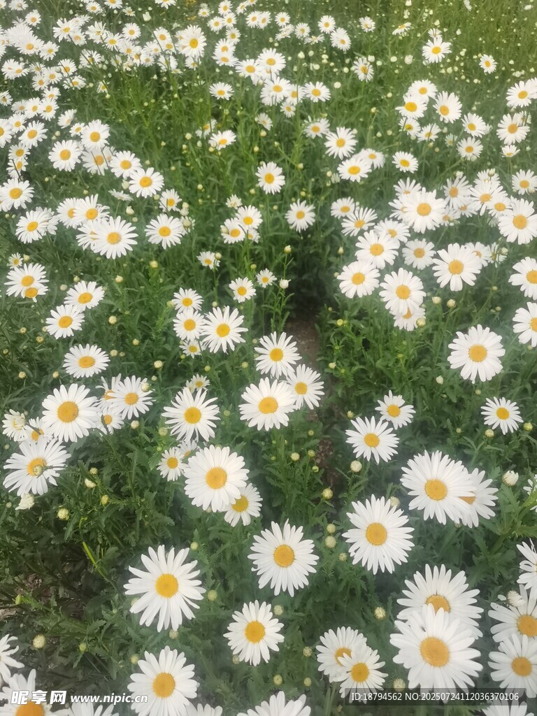 小雏菊