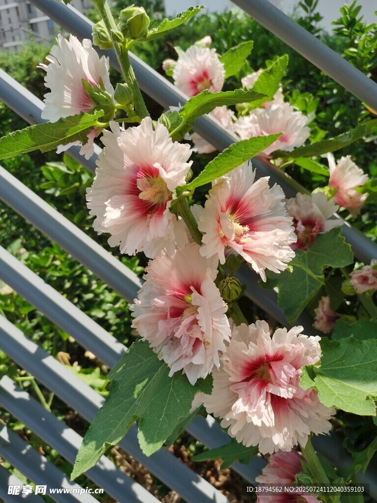 花