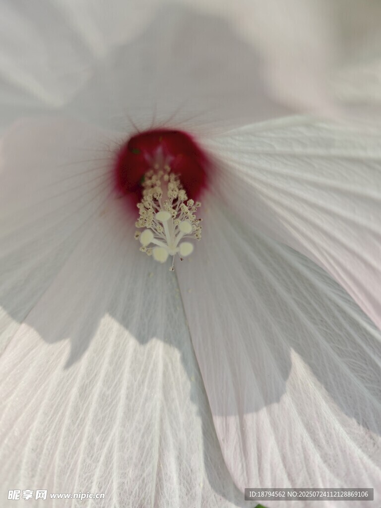 花蕊