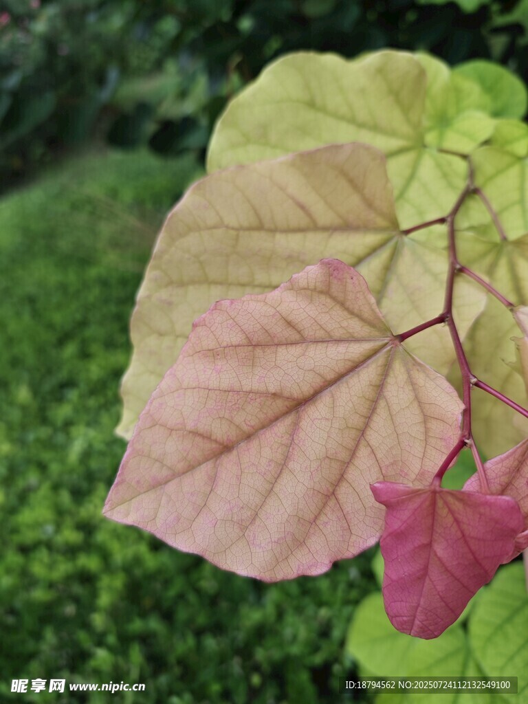 渐变色树叶