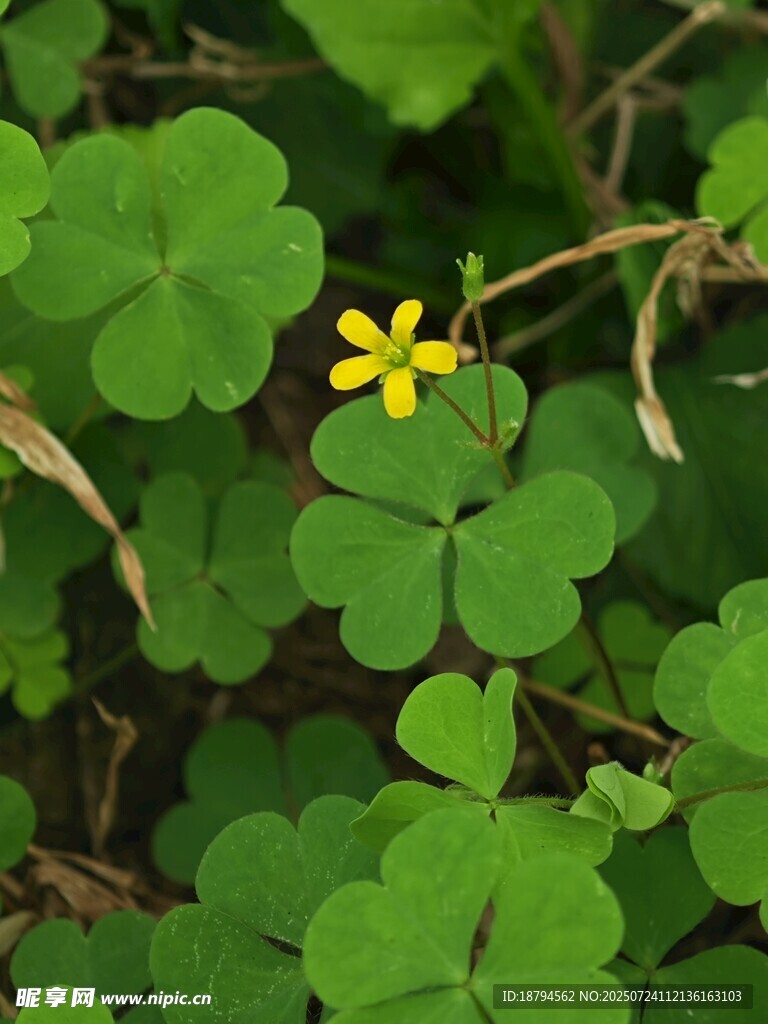 四叶草开花