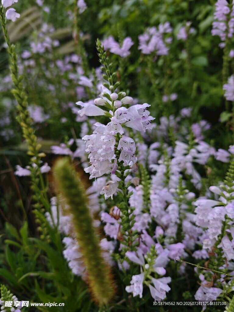 花