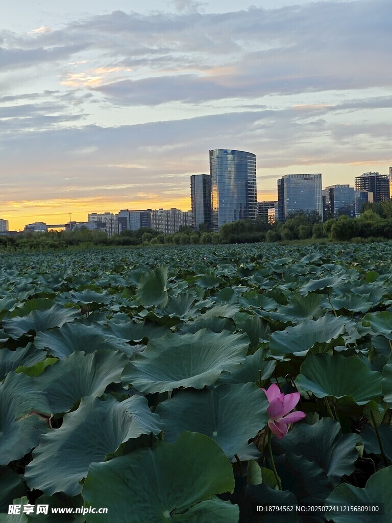 夕阳荷塘