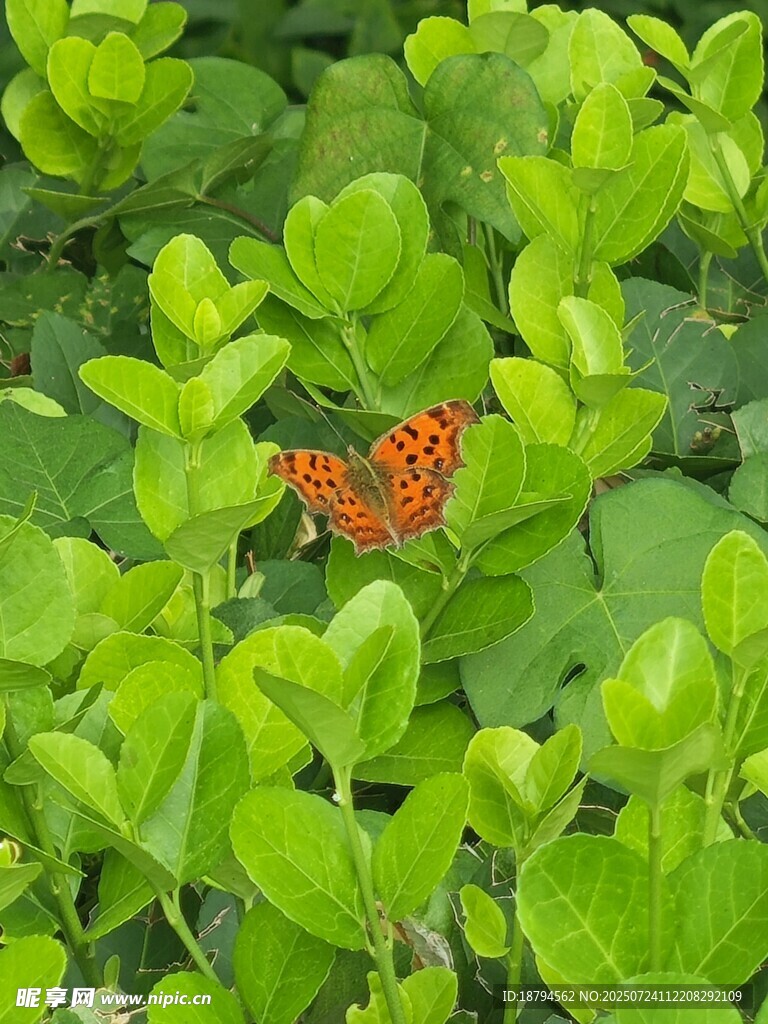 蝴蝶