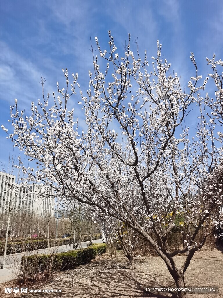 杏花