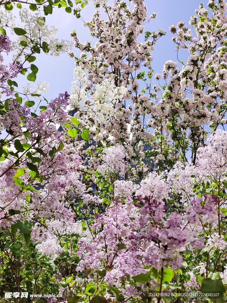 花