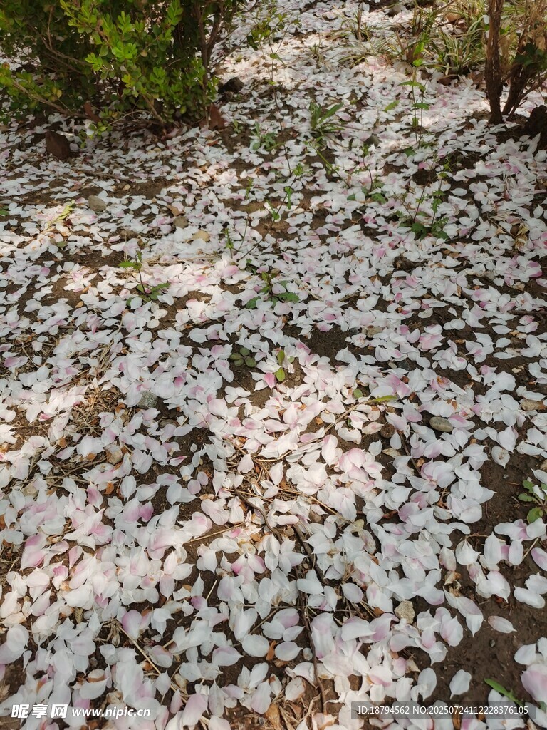 落花