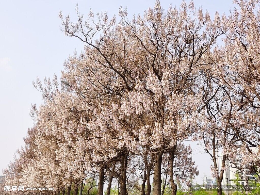 泡桐