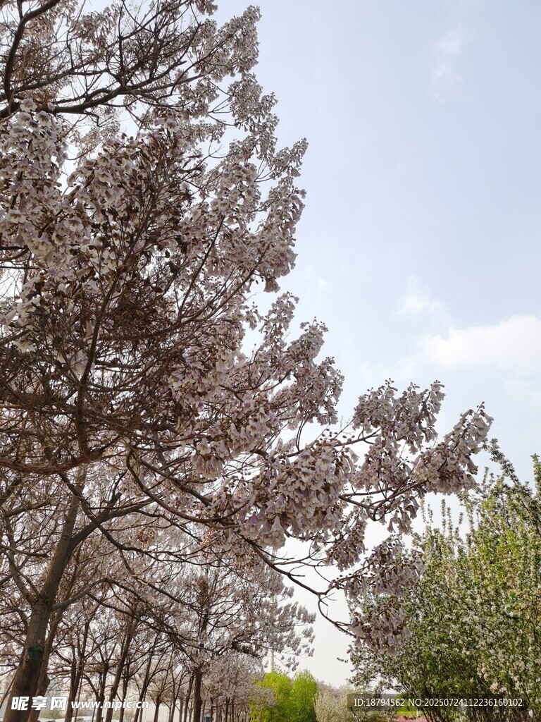 泡桐
