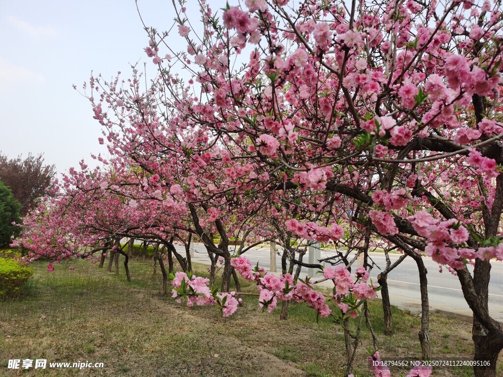 桃花