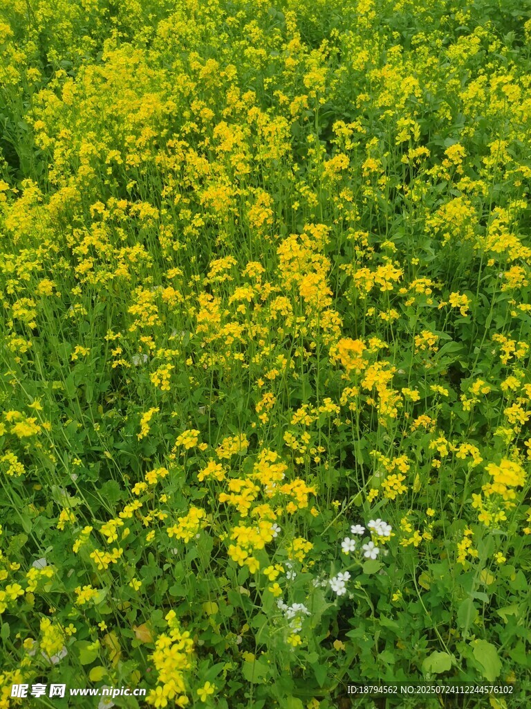 油菜花