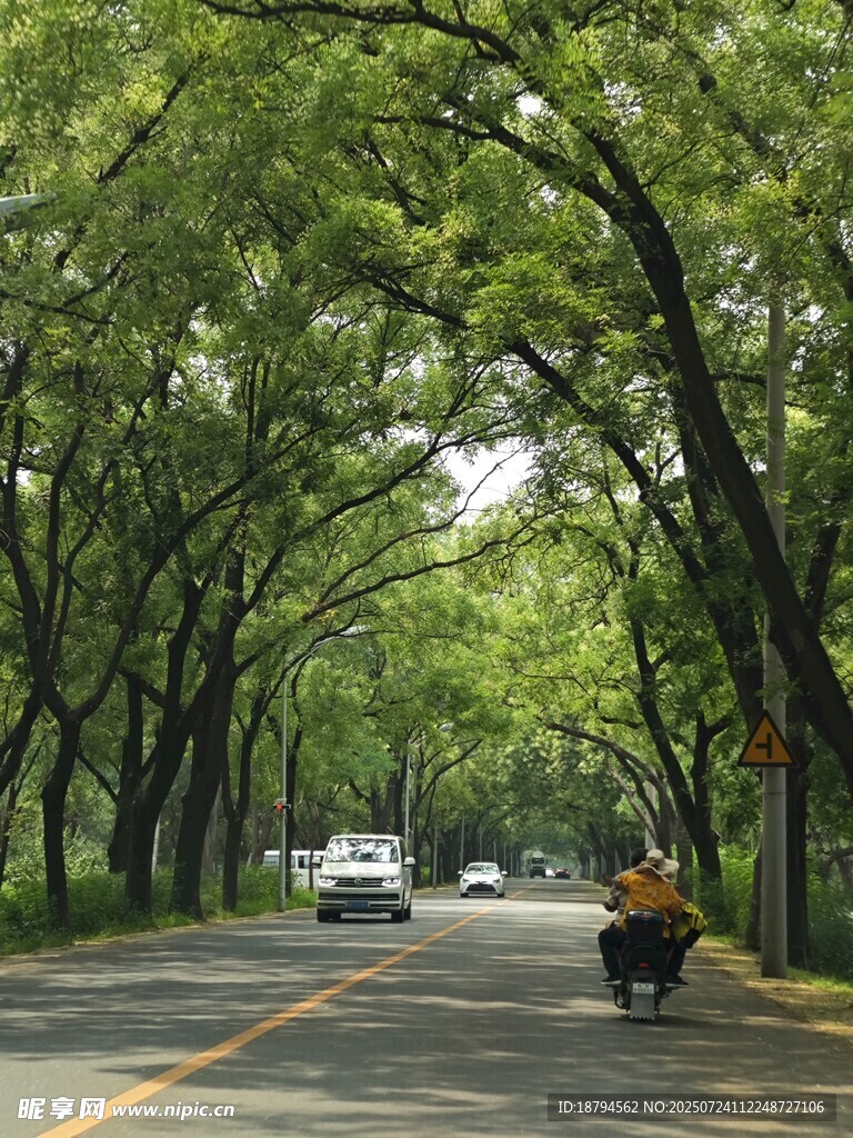 林荫路