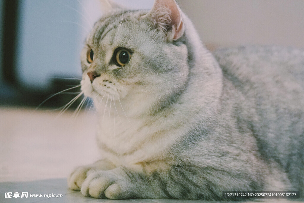 银渐层猫咪优雅趴卧