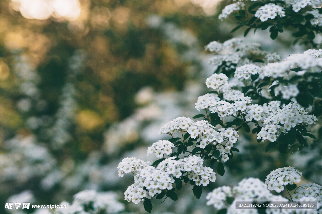 白色小花摄影
