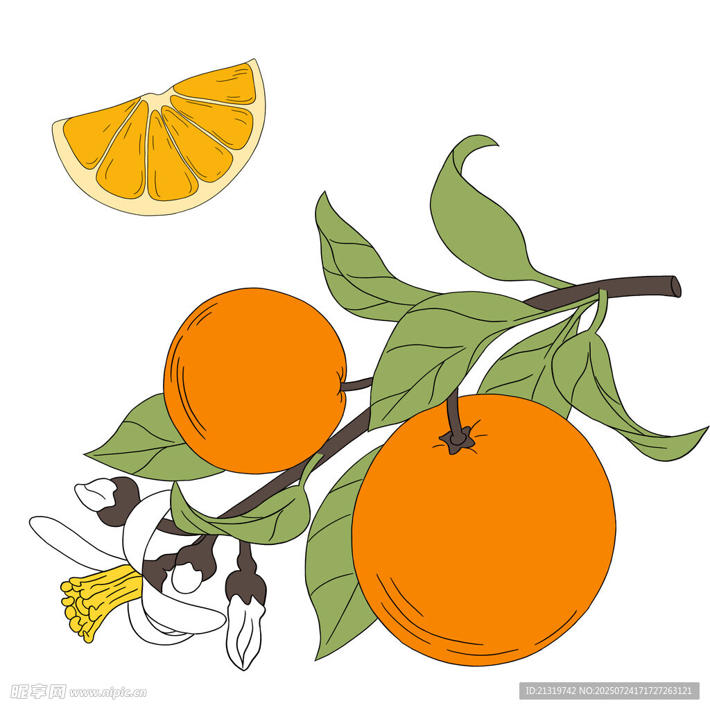 橙子插画素材