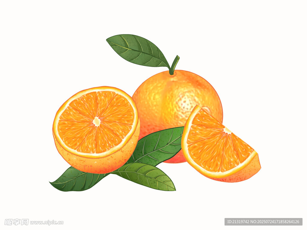 橙子插画