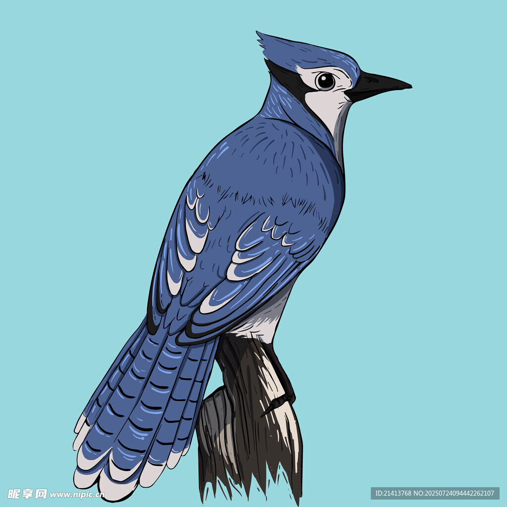 蓝松鸦插画