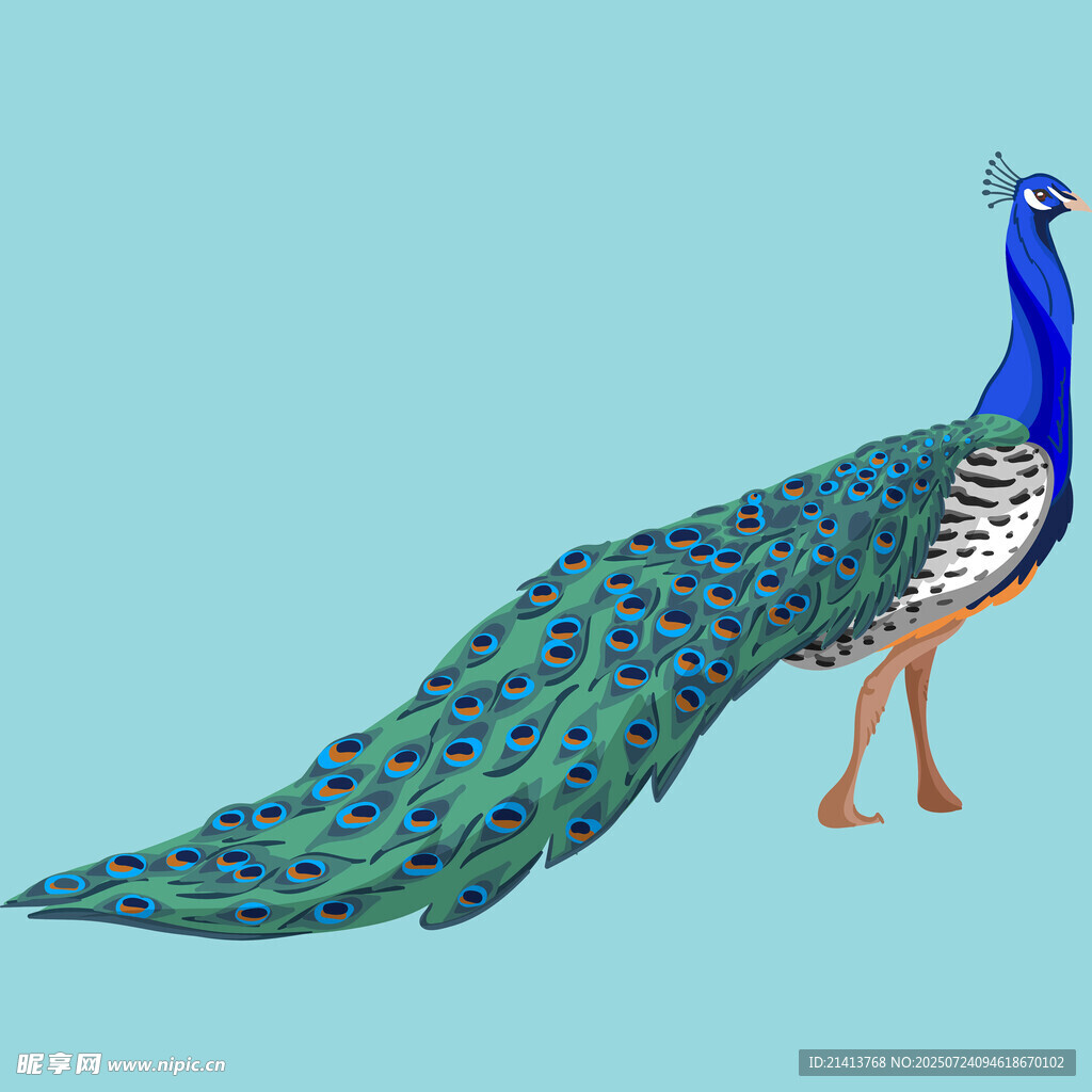 美丽孔雀展示绚丽尾羽