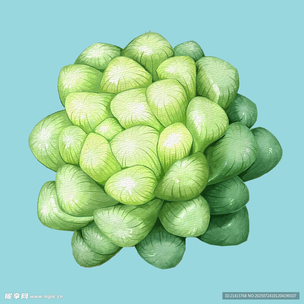 翠绿饱满的多肉植物
