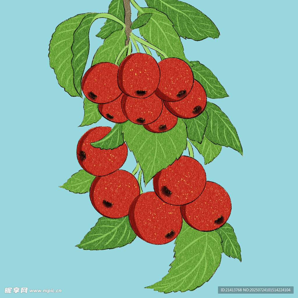 枝头红果绿叶插画