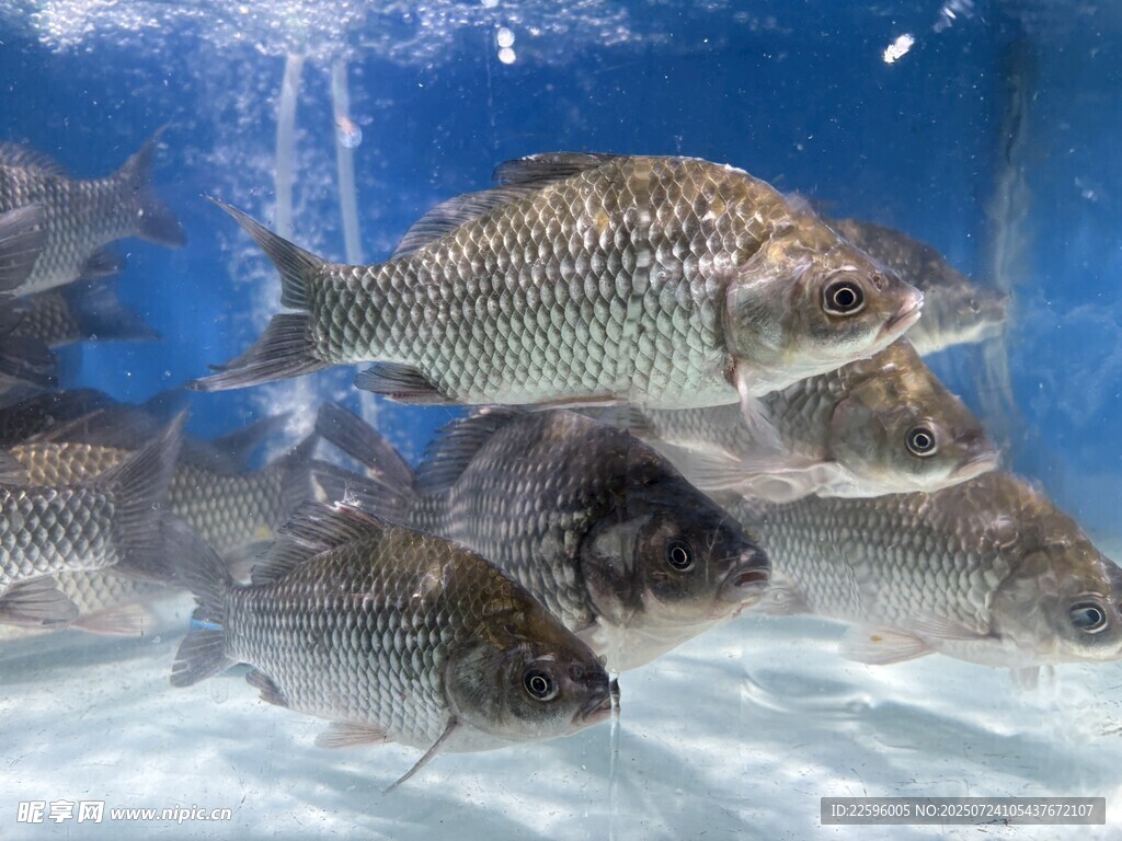 水族馆中群游的鱼