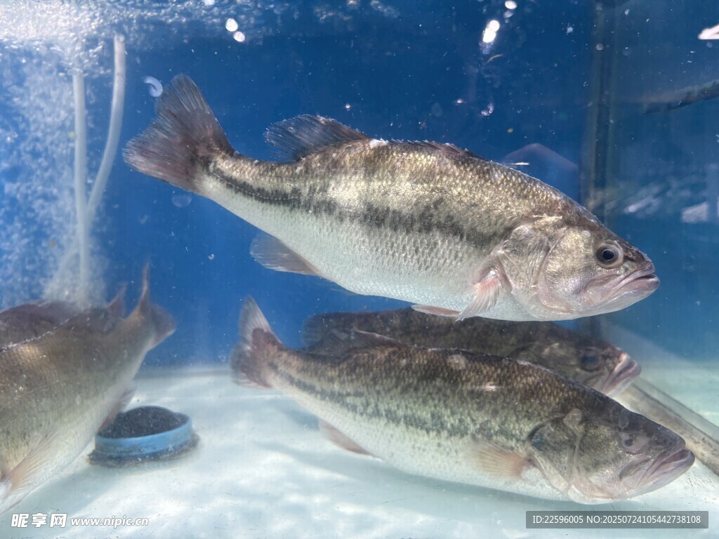 水族馆中的鱼