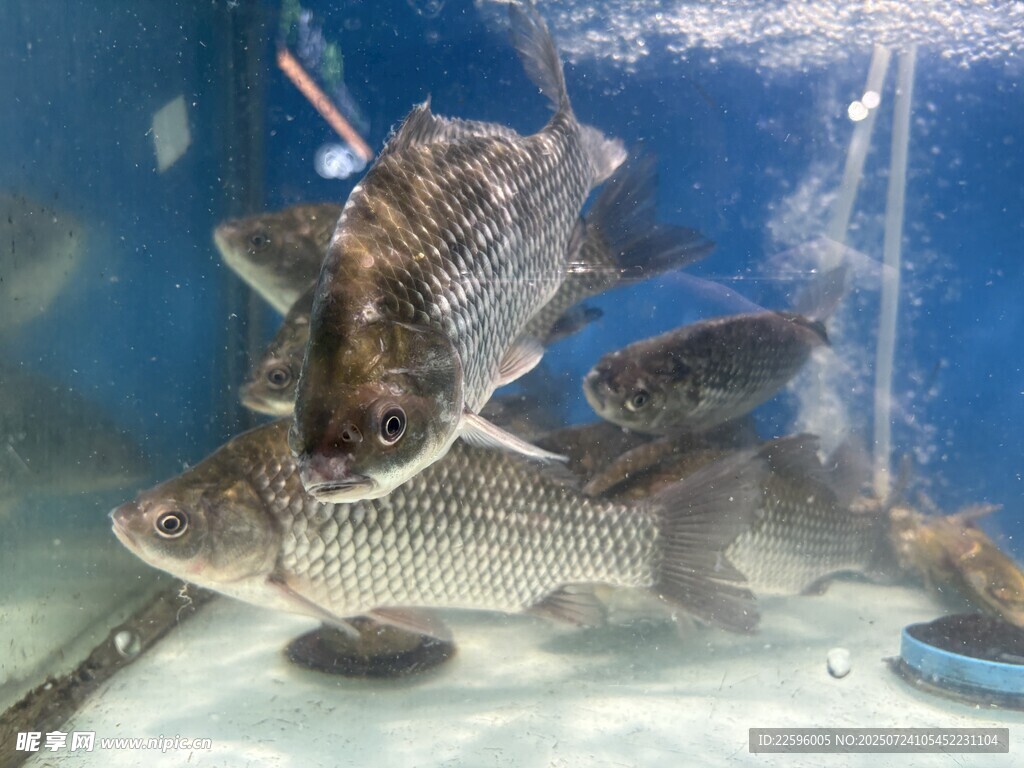 水族箱中的多种鱼类