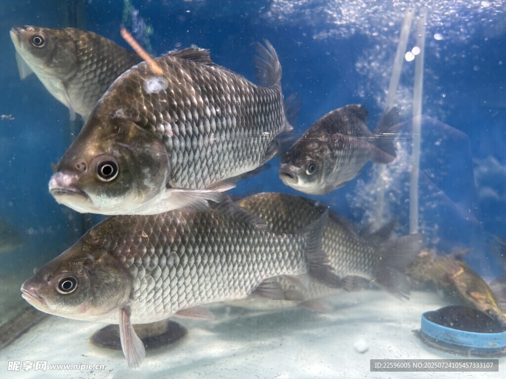 水族箱中的群鱼
