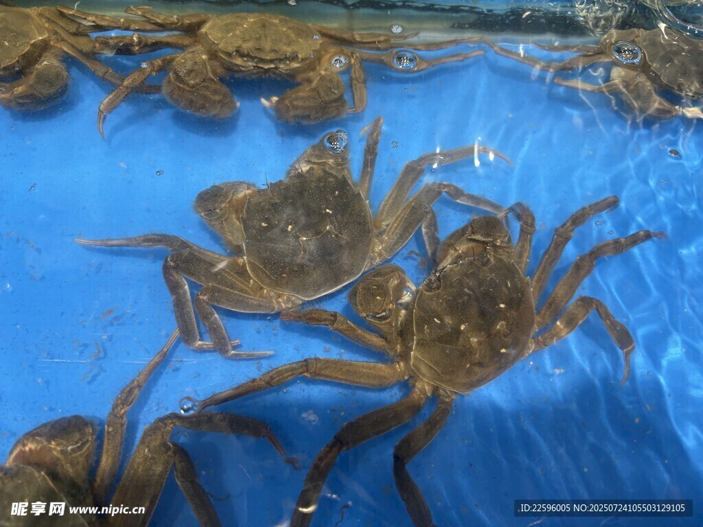 蓝色水池中的鲜活螃蟹