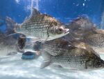 水族箱中的群鱼游动