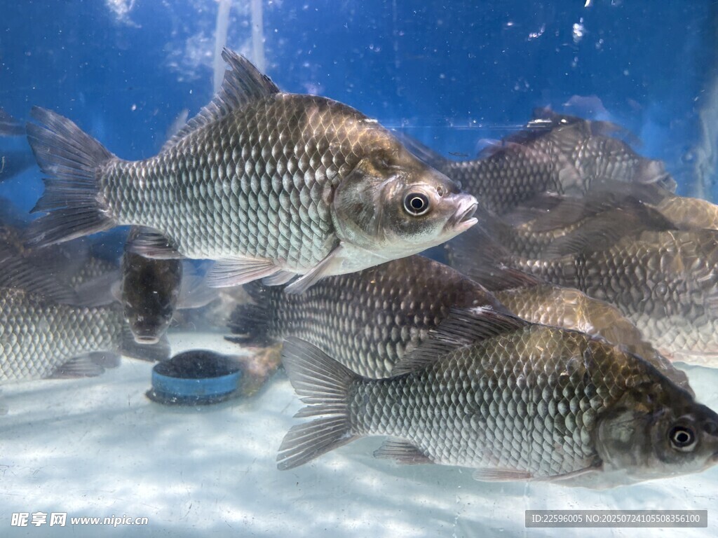 水族箱中的群鱼游动