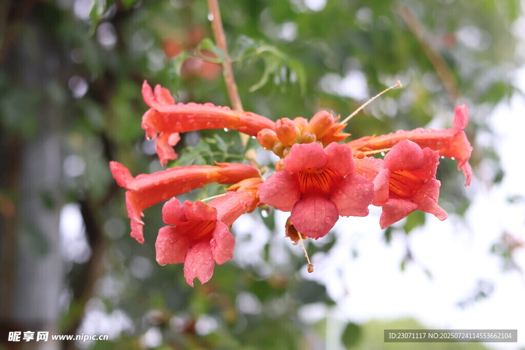 凌霄花
