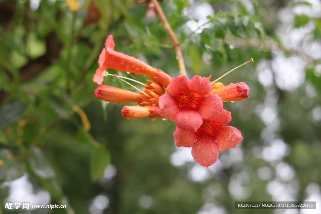 凌霄花