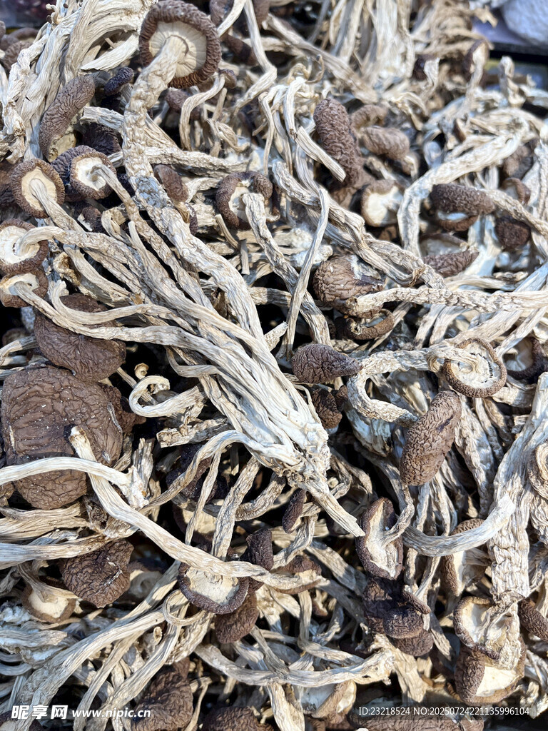 茶树菇
