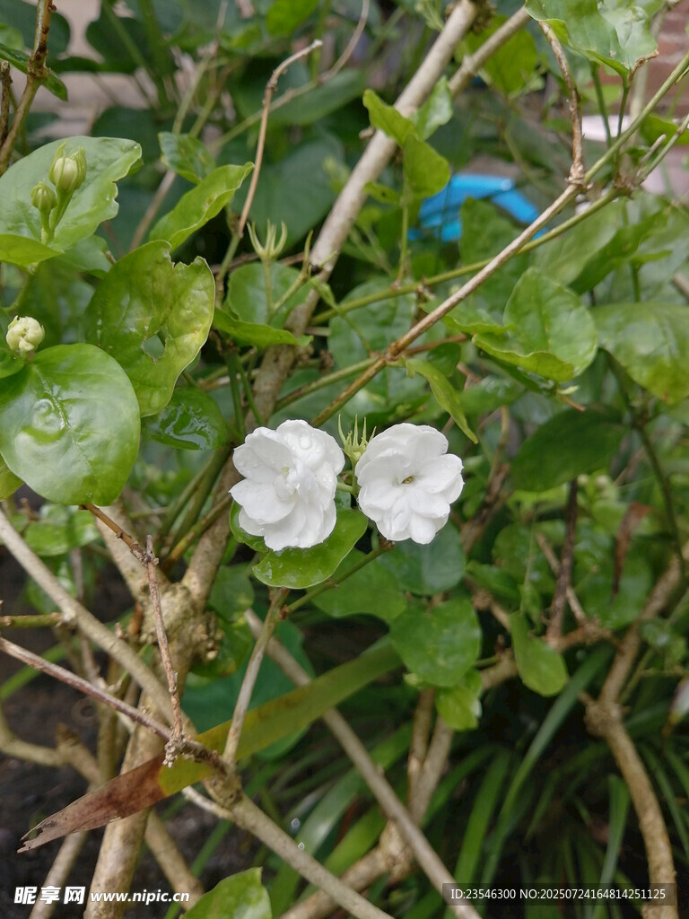 两朵茉莉花