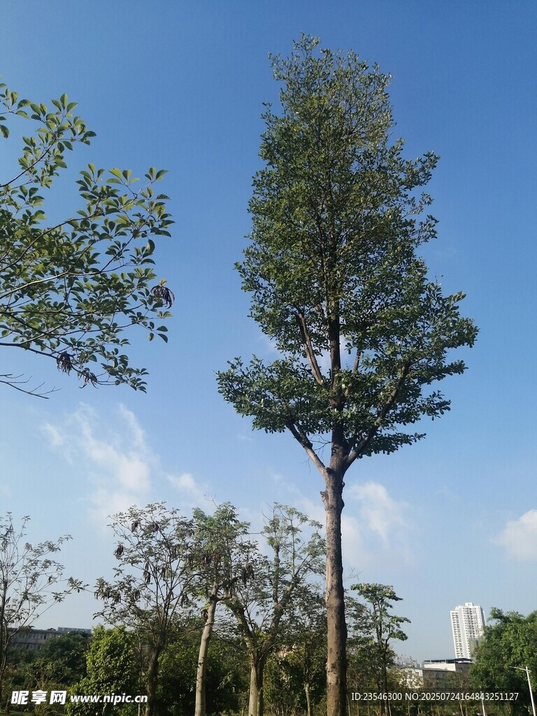 一株挺立的树